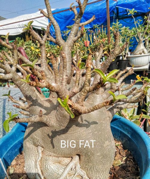 Adenium Big Fat