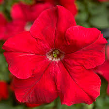 petunia red