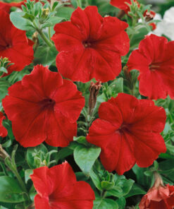 petunia red