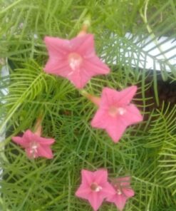 Cypress vine Peach