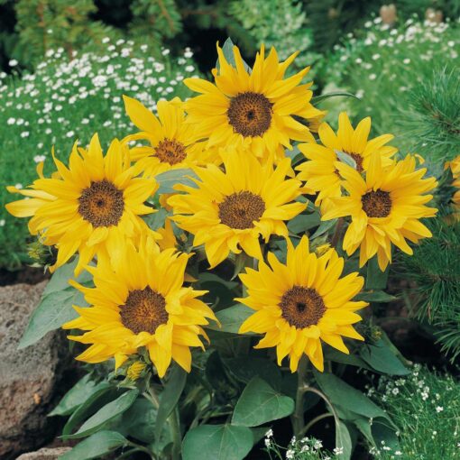 sunflower pacino