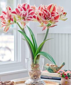 amaryllis bright nymph