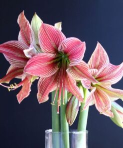 amaryllis exotic star