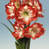 Amaryllis Mambo