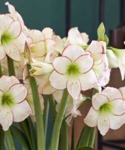 amaryllis picasso