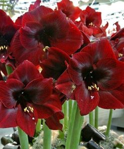 Amaryllis Red Velvet