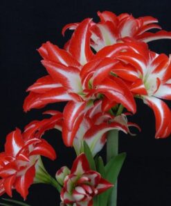 amaryllis splash