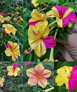 Mirabilis Red Yellow