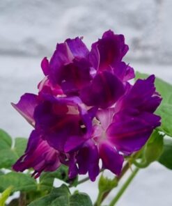 morning glory Purple hige