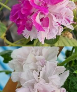 Morning Glory Shiva Hige