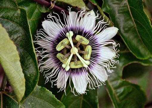 Passion Fruit Seeds