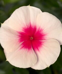 vinca cora cascade apricot