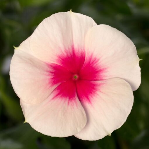 vinca cora cascade apricot