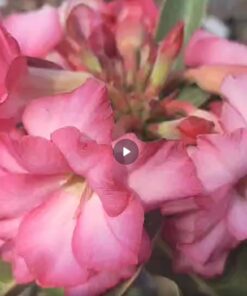 adenium ara dbl flower