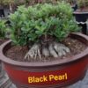 Adenium Black Pearl