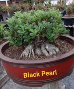 Adenium Black Pearl