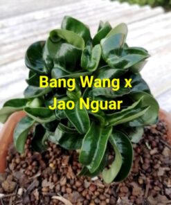 Adenium Jao Nguar