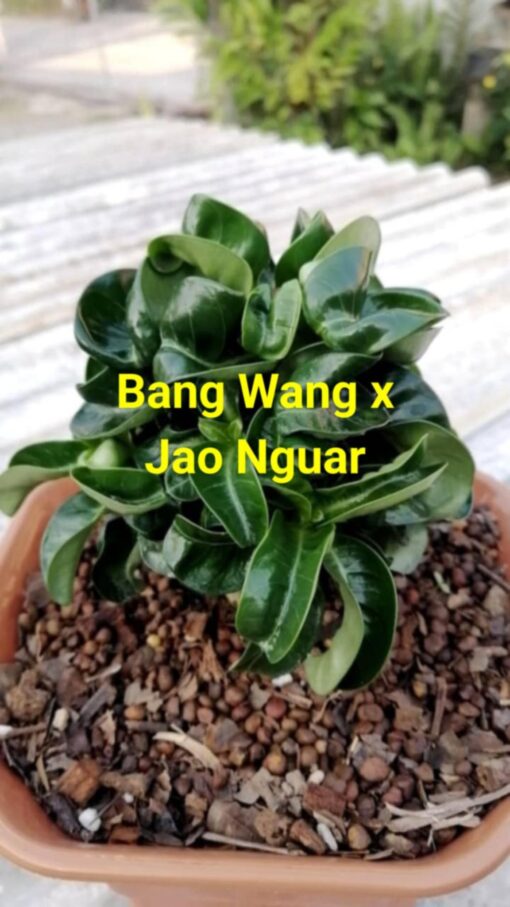 Adenium Jao Nguar