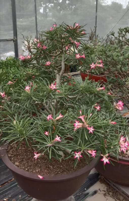 adenium nova f2