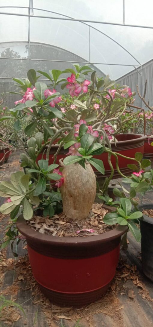 Adenium Obesum Kenya