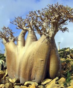 Adenium Socotranum