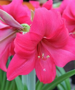 Amaryllis Pink Surprise