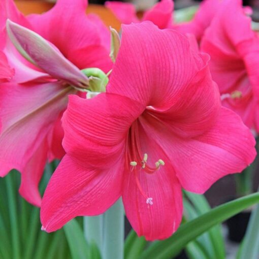 Amaryllis Pink Surprise