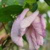 aparajita purple double