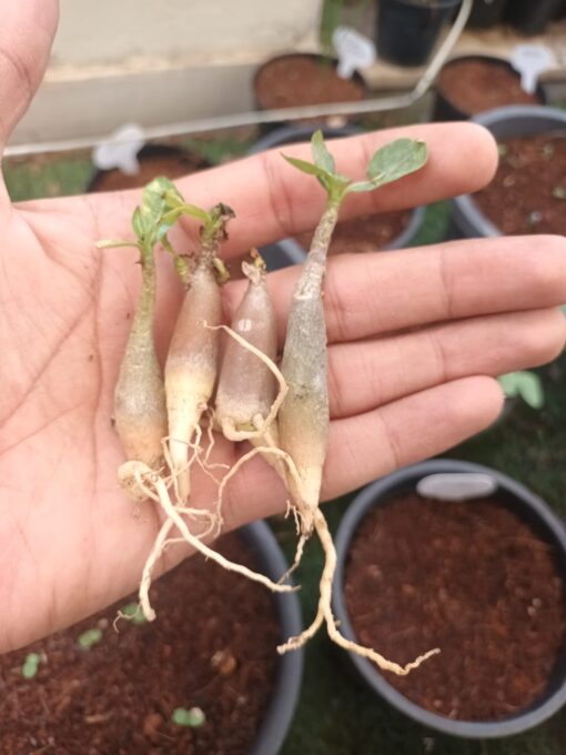 Adenium Arabicum seedling