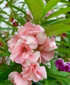 Balsam Light Pink