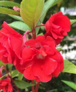 Balsam Red Double