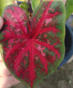 caladiium crimson sky