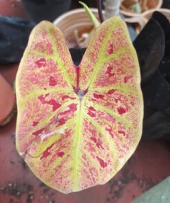 caladium hybrid
