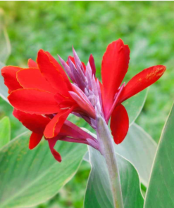 canna red