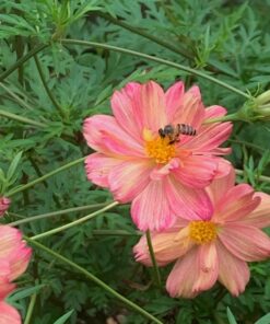 cosmos bicolor