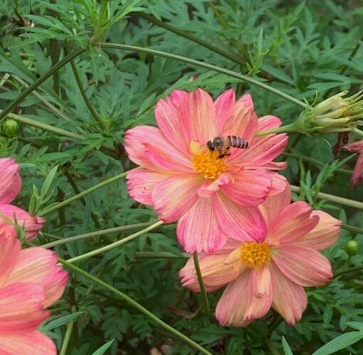 cosmos bicolor