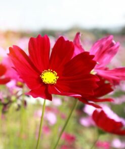 Cosmos Red