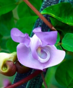 ganesh vine