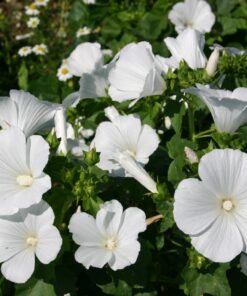 malva white