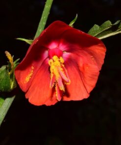 Midday Mallow Seeds