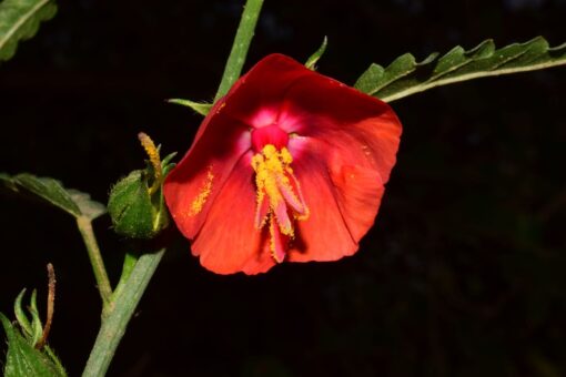 Midday Mallow Seeds