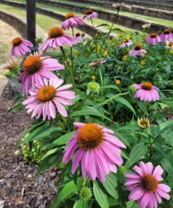 rudbeckia purple red