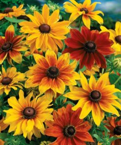 Alternative view of Rudbeckia Triton pack of 25-30 seeds Imported