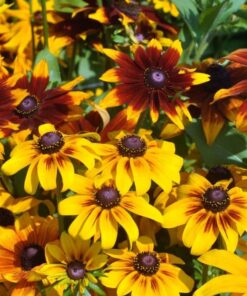 Rudbeckia Triton