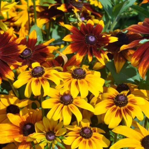 Rudbeckia Triton