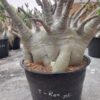 Adenium Trex