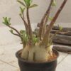 Adenium The Transformer