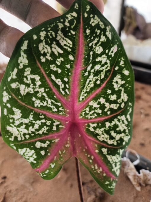caladium