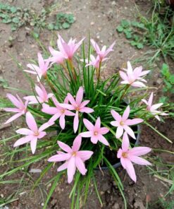 Rain Lily Pim CHompoo