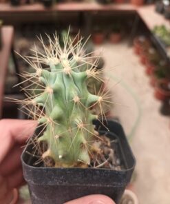 Echinocactus grusonii